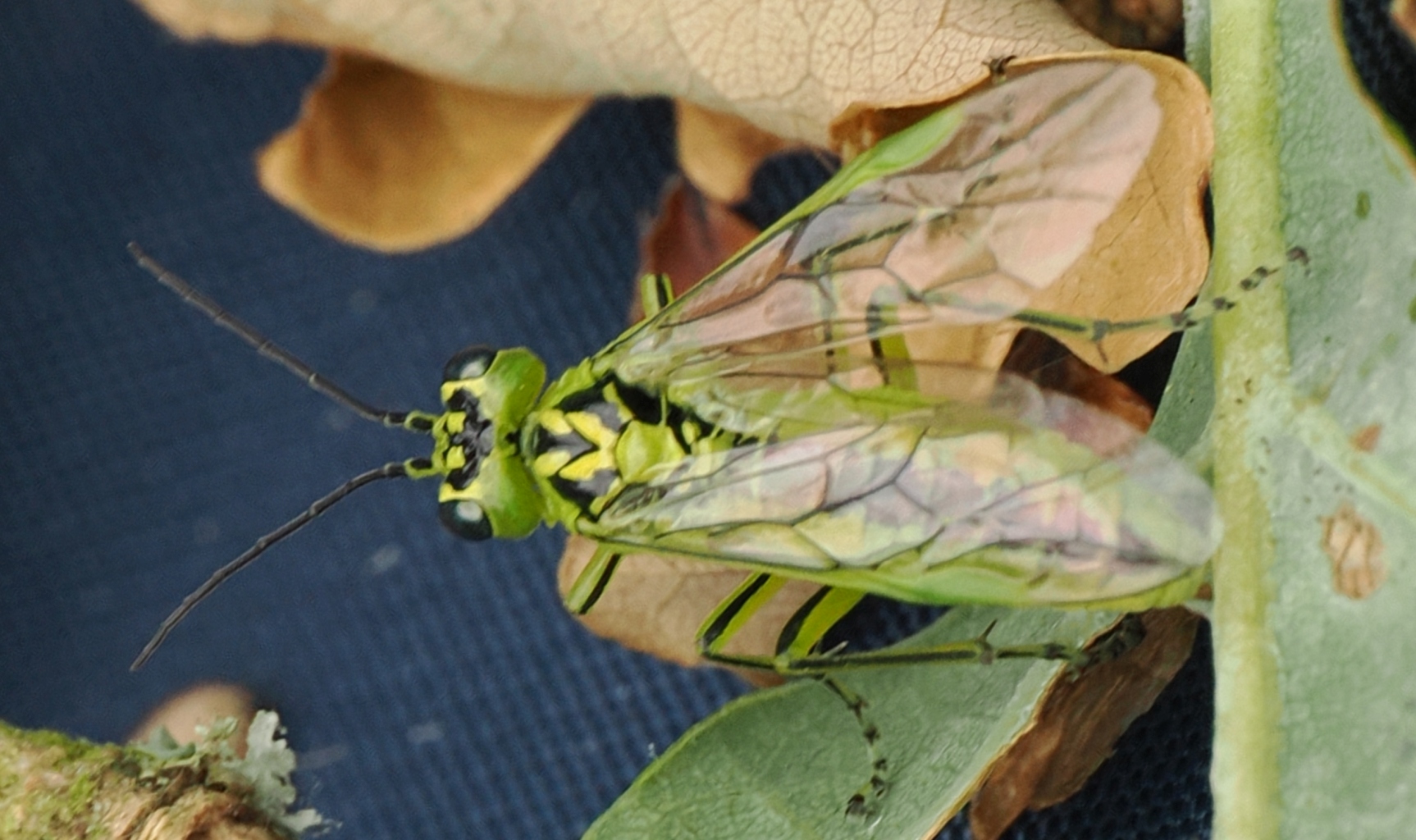 Rhogogaster-sp